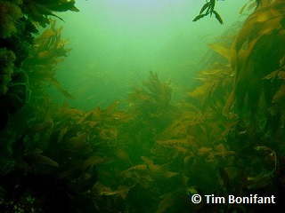 underwater