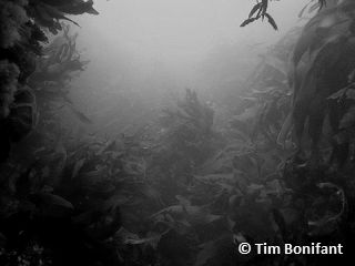 underwater