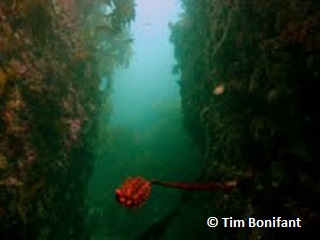 underwater